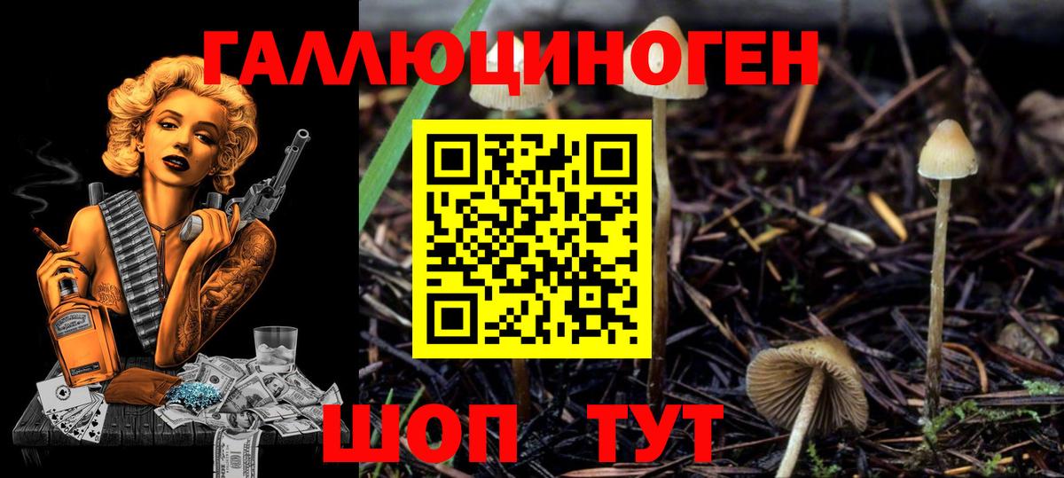 Псилоцибиновые грибы Psilocybine cubensis  Вход с VPN  Псилоцибиновые грибы GOLDEN TEACHER  Выборг 